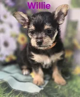 Willie, a male Yorkshire Terrier and Chorkie for sale in Homerville, GA – 7 of 10