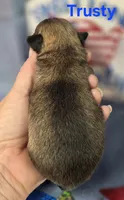 AKC Trusty, a male Chihuahua for sale in Homerville, GA – 5 of 10