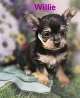 Willie, a male Yorkshire Terrier and Chorkie for sale in Homerville, GA – 8 of 10