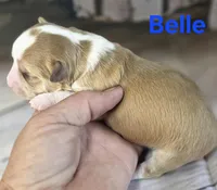 CKC Belle, a female Chihuahua for sale in Homerville, GA – 7 of 8