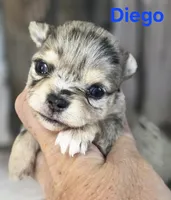 CKC Diego, a male Chihuahua for sale in Homerville, GA – 10 of 10