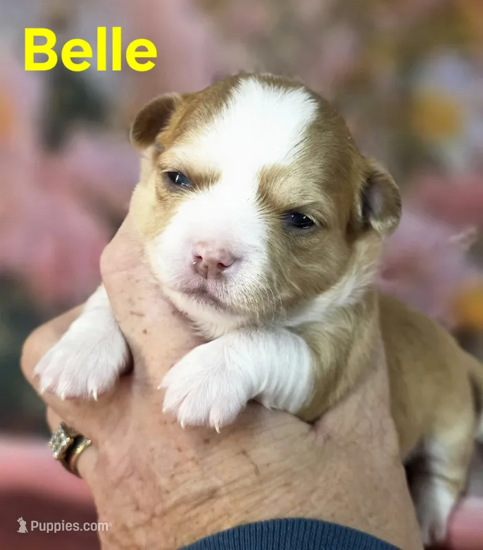 CKC Belle – Chihuahua puppy for sale in Homerville, GA