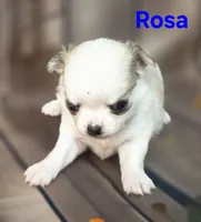 AKC Rosa, a female Chihuahua for sale in Homerville, GA – 6 of 10
