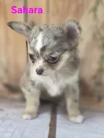 CKC Sahara , a female Chihuahua for sale in Homerville, GA – 10 of 10