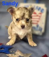 CKC Sandy , a female Chihuahua for sale in Homerville, GA – 2 of 10