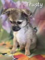 CKC Trusty, a male Chihuahua for sale in Homerville, GA – 9 of 10