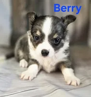 CKC Berry, a male Chihuahua for sale in Homerville, GA – 9 of 10