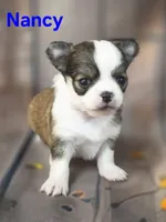 AKC Nancy, a female Chihuahua for sale in Homerville, GA – 5 of 10