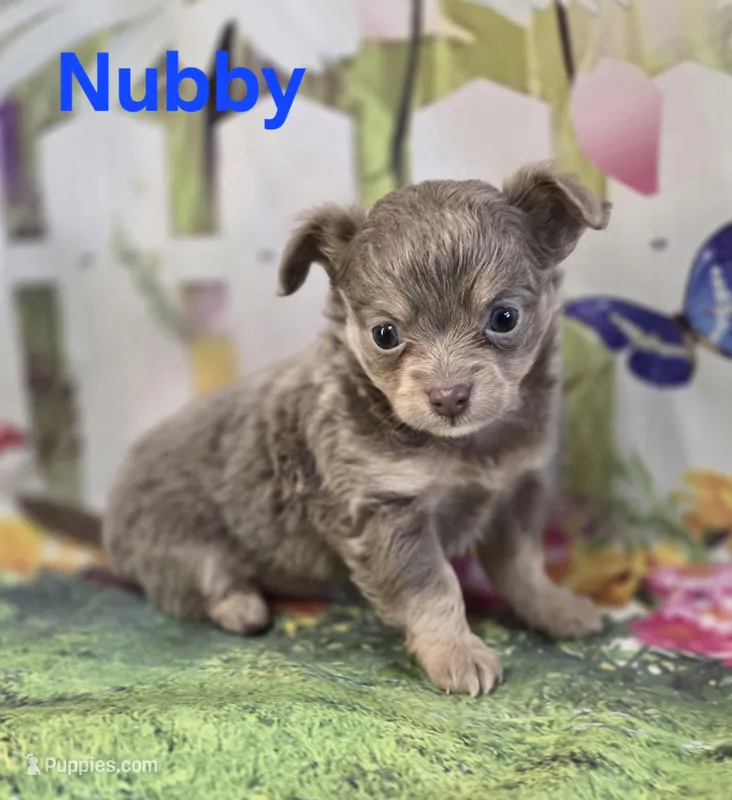 CKC Nubby – Chihuahua puppy for sale in Homerville, GA