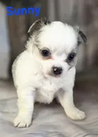 AKC Sunny, a male Chihuahua for sale in Homerville, GA – 8 of 10