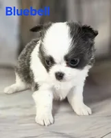 AKC Bluebell, a female Chihuahua for sale in Homerville, GA – 4 of 10
