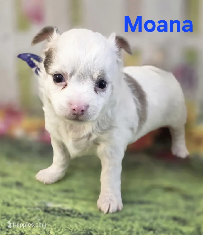 CKC Moana – Chihuahua puppy for sale in Homerville, GA