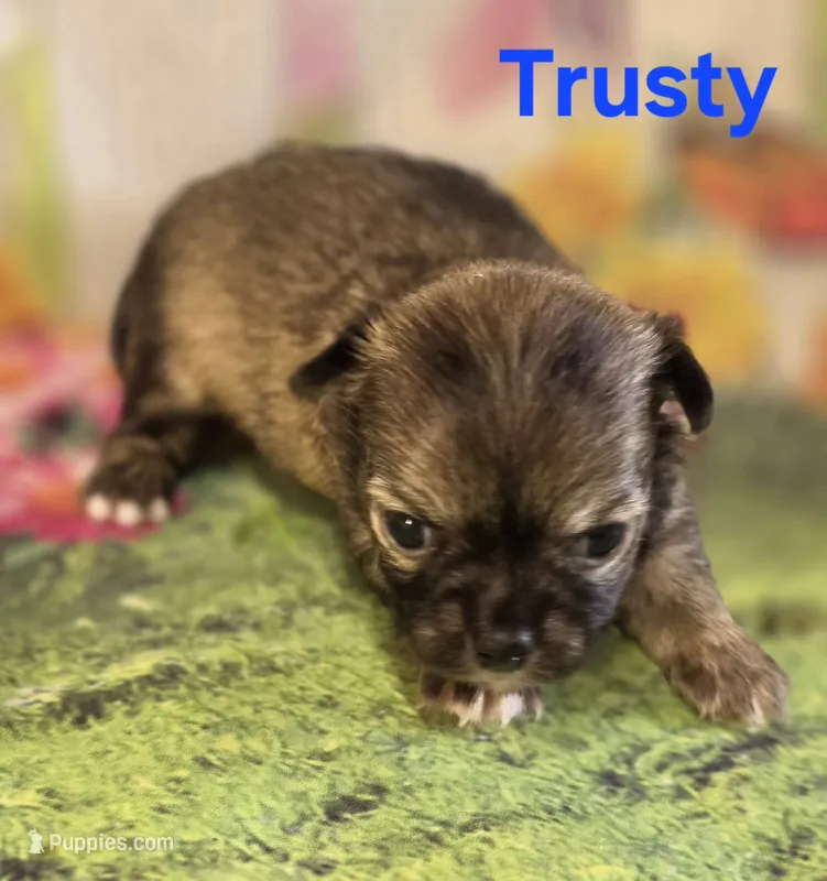 AKC Trusty – Chihuahua puppy for sale in Homerville, GA