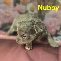 CKC Nubby, a male Chihuahua for sale in Homerville, GA – 6 of 10