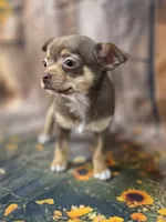AKC Daisy, a female Chihuahua for sale in Homerville, GA – 8 of 10