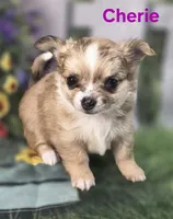 CKC Cherie , a female Chihuahua for sale in Homerville, GA – 9 of 10