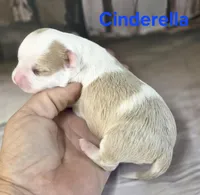 CKC Cinderella, a female Chihuahua for sale in Homerville, GA – 7 of 8