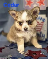 CKC Cedar, a male Chihuahua for sale in Homerville, GA – 7 of 10
