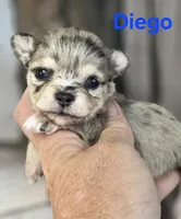 CKC Diego, a male Chihuahua for sale in Homerville, GA – 1 of 10