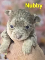 CKC Nubby, a male Chihuahua for sale in Homerville, GA – 2 of 10