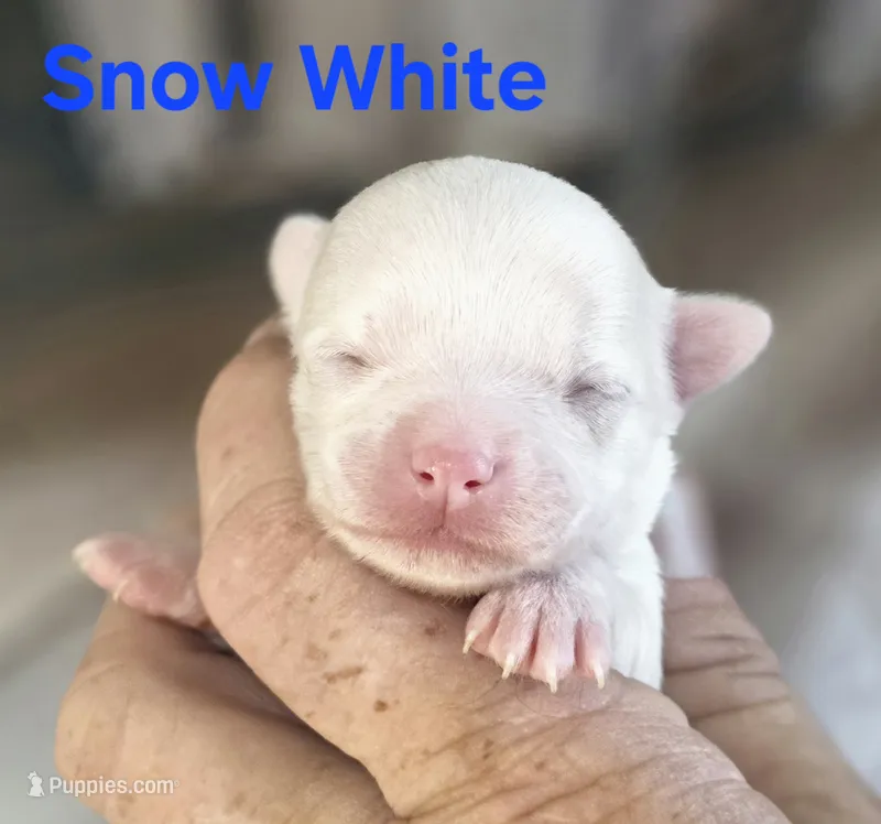 CKC Snow White  – Chihuahua puppy for sale in Homerville, GA