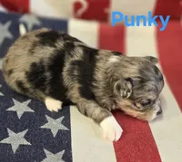 CKC Punky, a female Chihuahua for sale in Homerville, GA – 5 of 10