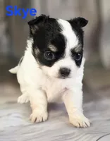 CKC Skye, a female Chihuahua for sale in Homerville, GA – 5 of 10
