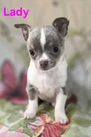 AKC Lady, a female Chihuahua for sale in Homerville, GA – 2 of 10