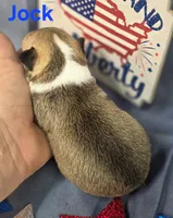 Akc Jock, a male Chihuahua for sale in Homerville, GA – 4 of 10
