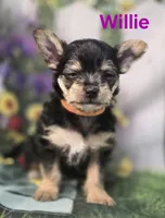 Willie, a male Yorkshire Terrier and Chorkie for sale in Homerville, GA – 2 of 10
