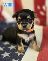 Willie, a male Chorkie for sale in Homerville, GA – 10 of 10