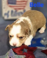 CKC Belle, a female Chihuahua for sale in Homerville, GA – 8 of 10
