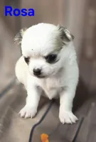 AKC Rosa, a female Chihuahua for sale in Homerville, GA – 3 of 10