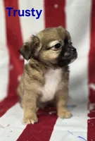 CKC Trusty, a male Chihuahua for sale in Homerville, GA – 5 of 10