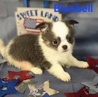 AKC Bluebell, a female Chihuahua for sale in Homerville, GA – 4 of 10