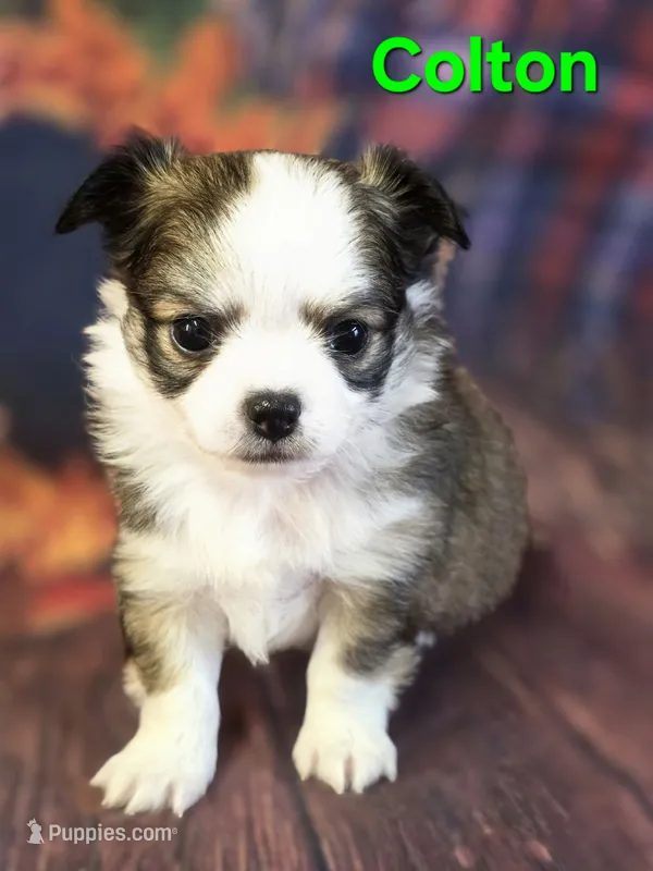 AKC Colton – Chihuahua puppy for sale in Homerville, GA