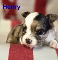 CKC Henry, a male Chihuahua for sale in Homerville, GA – 5 of 10