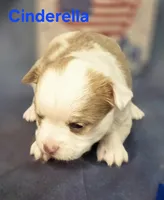 CKC Cinderella, a female Chihuahua for sale in Homerville, GA – 4 of 10