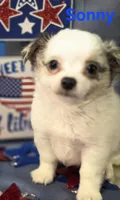AKC Sonny, a male Chihuahua for sale in Homerville, GA – 6 of 10