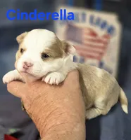 CKC Cinderella, a female Chihuahua for sale in Homerville, GA – 8 of 10