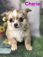 CKC Cherie , a female Chihuahua for sale in Homerville, GA – 7 of 10