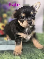 Kate, a female Yorkshire Terrier and Chorkie for sale in Homerville, GA – 9 of 10