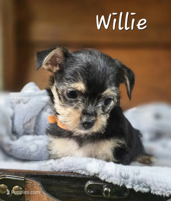 Willie – Yorkshire Terrier, Chorkie puppy for sale in Homerville, GA