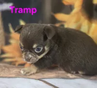 AKC Tramp , a male Chihuahua for sale in Homerville, GA – 7 of 10