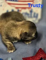 AKC Trusty, a male Chihuahua for sale in Homerville, GA – 8 of 10