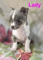 AKC Lady, a female Chihuahua for sale in Homerville, GA – 9 of 10