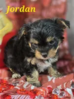 Jordan, a male Yorkshire Terrier and Chorkie for sale in Homerville, GA – Photo 4 of 10