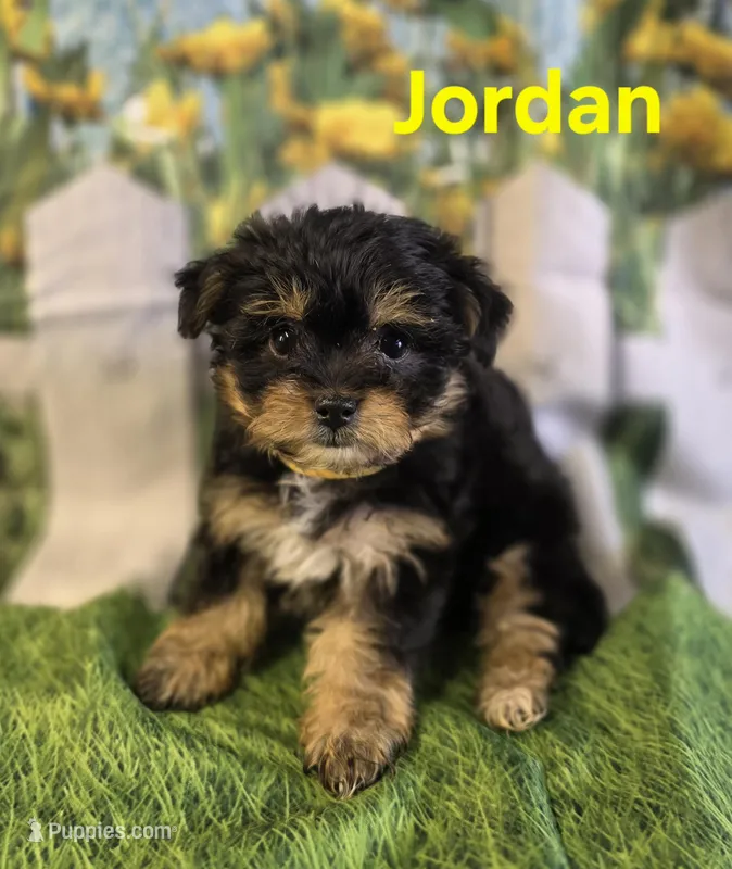Jordan – Yorkshire Terrier, Chorkie puppy for sale in Homerville, GA