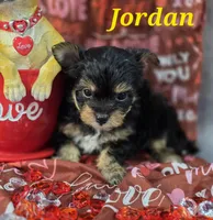 Jordan, a male Yorkshire Terrier and Chorkie for sale in Homerville, GA – Photo 8 of 10