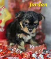 Jordan, a male Yorkshire Terrier and Chorkie for sale in Homerville, GA – Photo 6 of 10